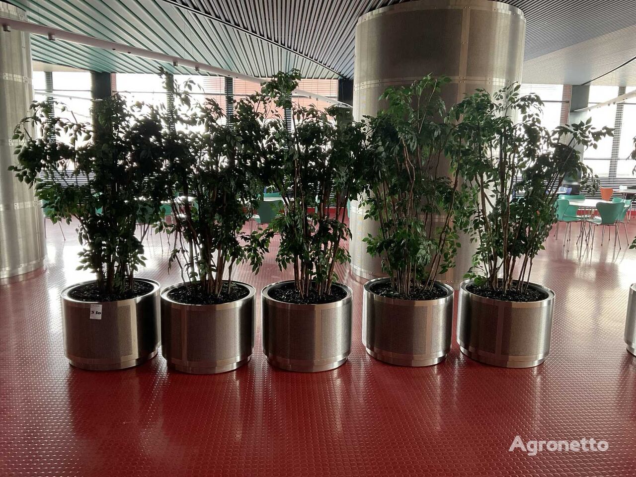 саженец декоративного кустарника Ficus kunstplant met Rvs verrijdbare pot (5x)
